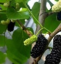 Двухлетние саженцы Красноярск