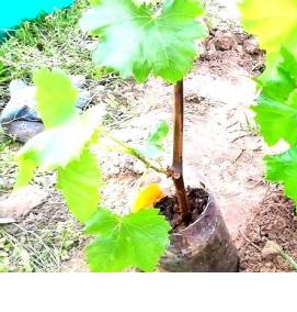 Плодоносящие саженцы винограда - тип 4