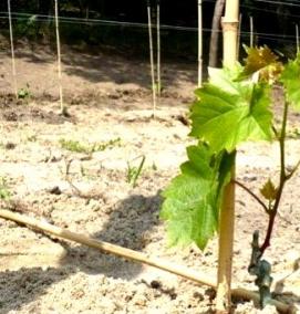 Плодоносящие саженцы винограда - тип 3