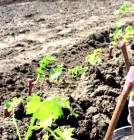 Плодоносящие саженцы винограда - тип 2