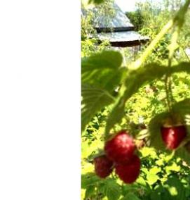 Плодово ягодные саженцы - модель 2