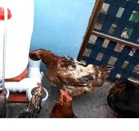 Поилка для птиц на даче - вариант 4