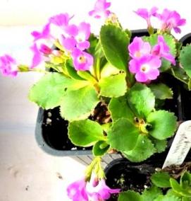 Примула многолетняя рассада - вариант 1