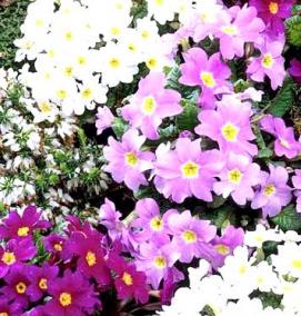 Примула многолетняя рассада - вариант 4