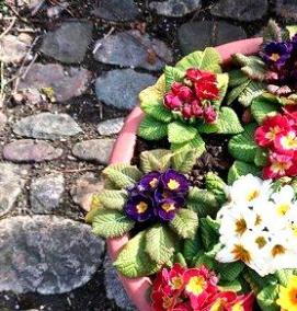 Примула многолетняя рассада - вариант 3