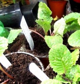 Примула многолетняя рассада - вариант 2