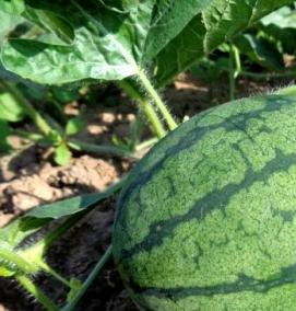 рассада арбуза - вариант 4