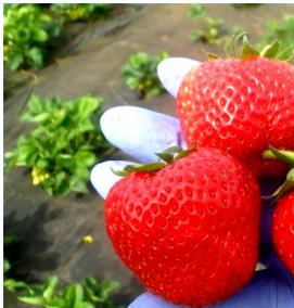 рассада безусой клубники - тип 1