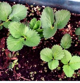 рассада безусой клубники - тип 4