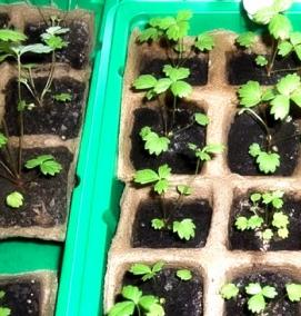 рассада безусой клубники - тип 3