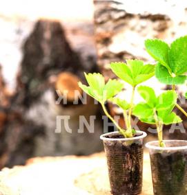 рассада безусой клубники - тип 2