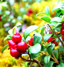 рассада брусники - тип 4