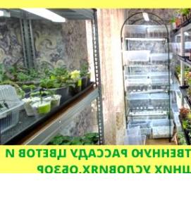 рассада цветов и овощей - модель 2
