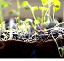Кассеты горшки для рассады Нижневартовск