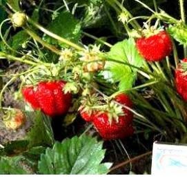 рассада клубники - модель 1