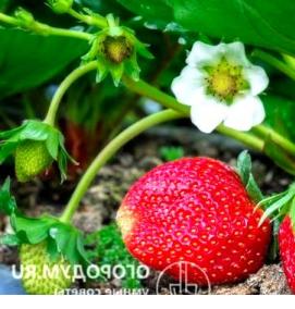 рассада клубники королева - тип 1