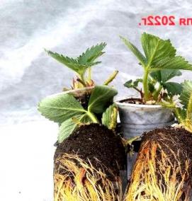 рассада клубники - модель 2