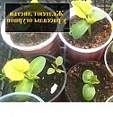 сборный ящик для рассады Оренбург