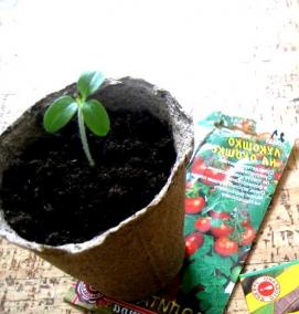 рассада лаврового листа - вариант 1