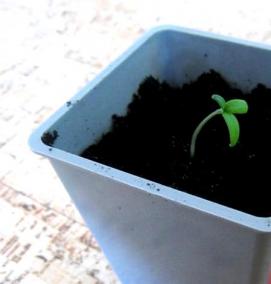 рассада лаврового листа - вариант 4