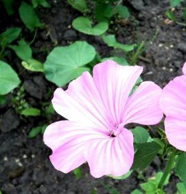 рассада лаврового листа - вариант 3