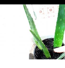 рассада лаврового листа - вариант 2