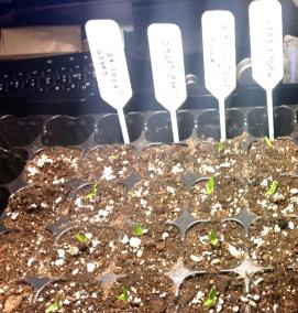 рассада острых перцев - вариант 4