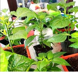 рассада острых перцев - вариант 3