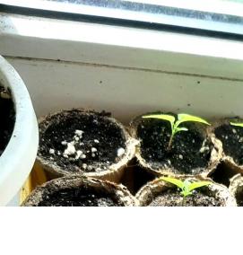 рассада острых перцев - вариант 2