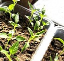 кассеты ячейки для рассады  Черкесск