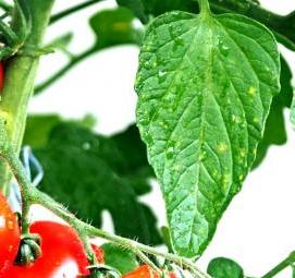 рассада помидор баклажан - тип 1