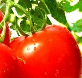 рассада помидор баклажан - тип 4