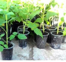 рассада помидор баклажан - тип 3
