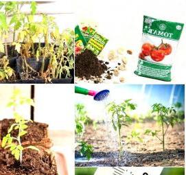 рассада помидор баклажан - тип 2