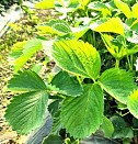саженцы винограда сенсация Оренбург