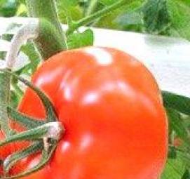 рассада трей клубника - тип 1