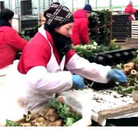 рассада трей клубника - тип 4