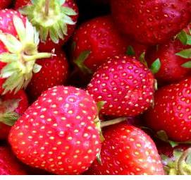 рассада трей клубника - тип 3