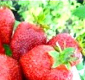 рассада трей клубника - тип 2