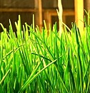 Горшок для выращивания рассады Армавир