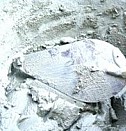 раствор строительный М50 Улан-Удэ