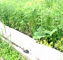 ригель железобетонный прямоугольный Сыктывкар