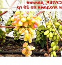 саженцы морозостойкой глицинии Владивосток