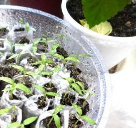 рукав для рассады от производителя - вариант 2