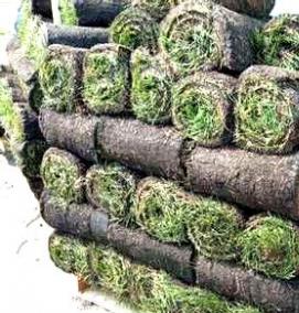 рулонный газон под ключ - вариант 4