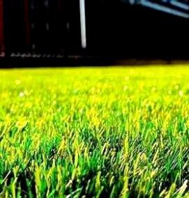 рулонный газон под ключ - вариант 3