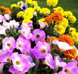 садовые цветы саженцы - вариант 1