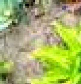 садовые цветы саженцы - вариант 4