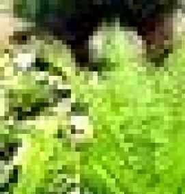 садовые цветы саженцы - вариант 3