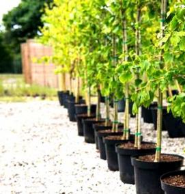 садовые цветы саженцы - вариант 2